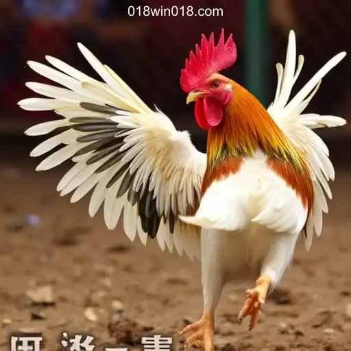Online Sabong: A Deep Dive into the World of Cockfighting, Featuring 018win.com - A Plataforma Mais Respeitável - 018win